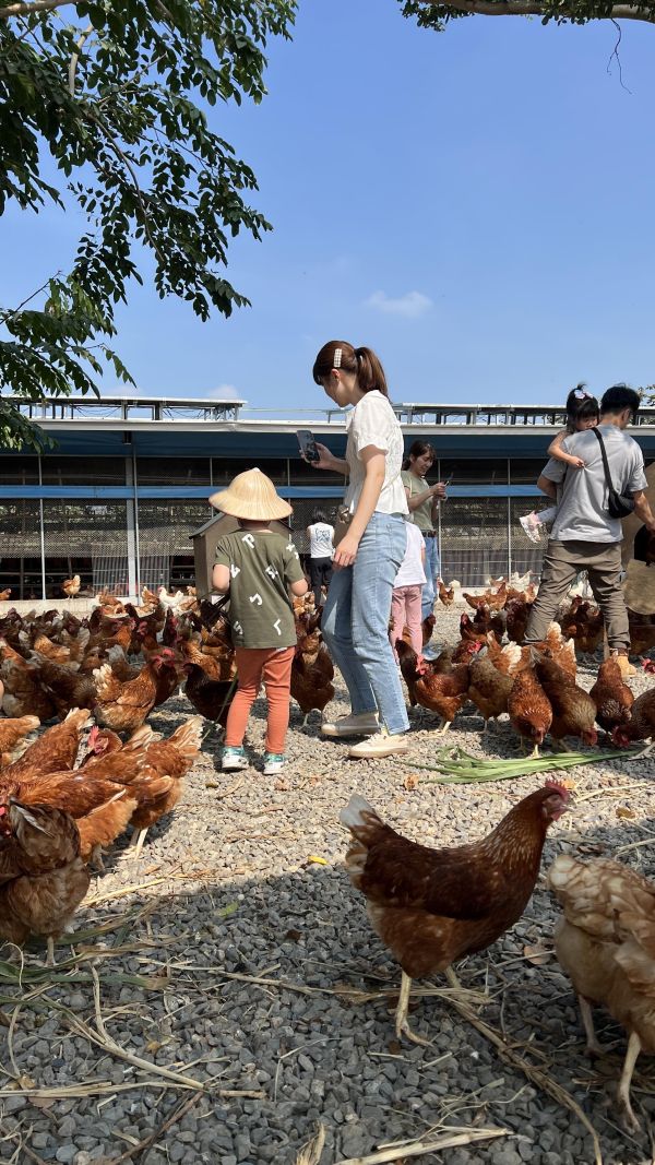 咕咕雞探險隊｜長短樹放牧蛋 