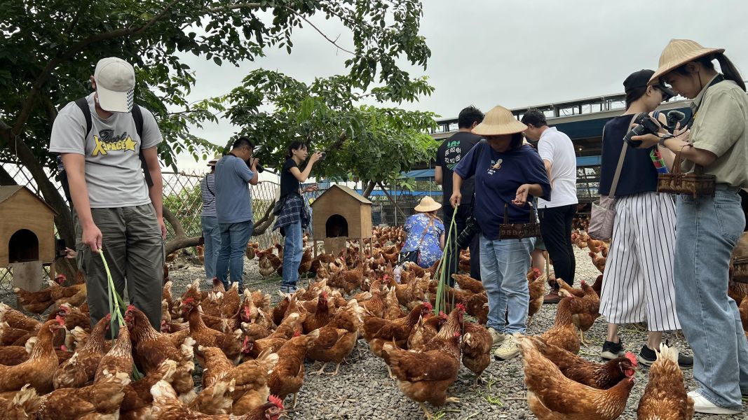 咕咕雞探險隊｜長短樹放牧蛋 