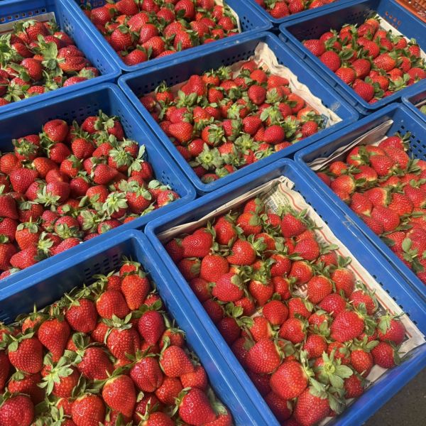 限時 大湖草莓1號果1KG 