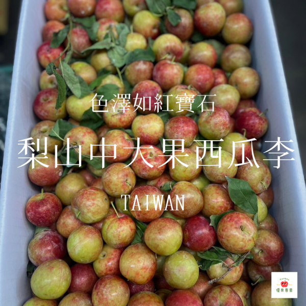 一年一度｜梨山西瓜李 開跑啦！(1kg) 梨山西瓜李, 西瓜李, 高山李子, 季節限定水果, 紅肉李, 多汁李子, 香甜李子, 水果產地直送, 夏季李子推薦, 高山鮮果