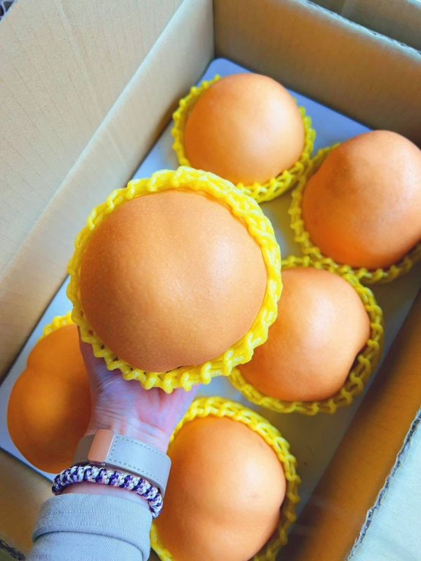 雪梨｜清甜爽脆・現在必吃 雪梨, 水梨, 清甜水果, 爽脆水梨, 秋冬水果, 潤喉水果, 多汁水果, 養生水果, 季節限定水果, 台灣水果宅配