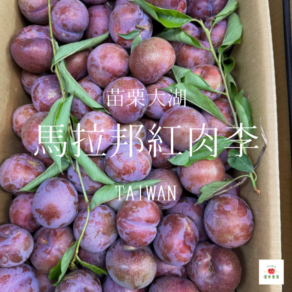 馬拉邦紅肉李｜ 紅肉李, 馬拉邦李子, 台灣李子, 夏季李子, 李子推薦, 多汁紅李, 限量水果, 香甜微酸李, 李子產季, 新鮮現採李子
