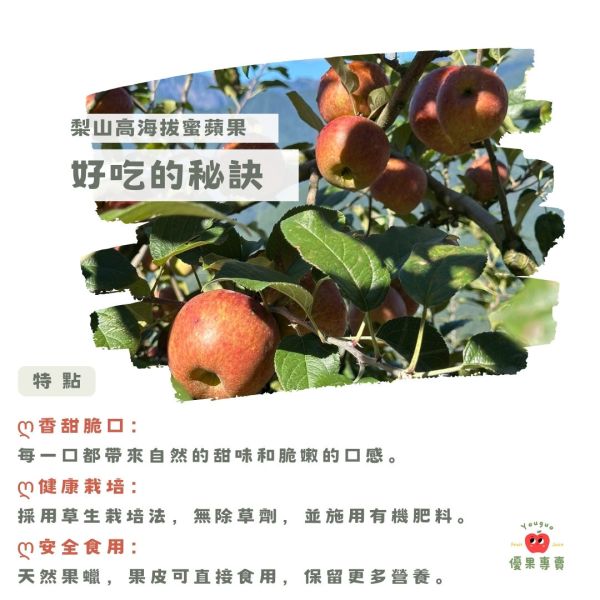 高海拔蜜蘋果 