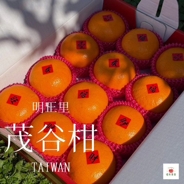 果園新鮮現摘明正茂谷柑 