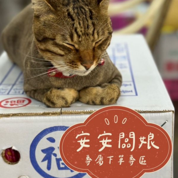 ※※※ 請勿下單「安安闆娘專區」 ※※※ 