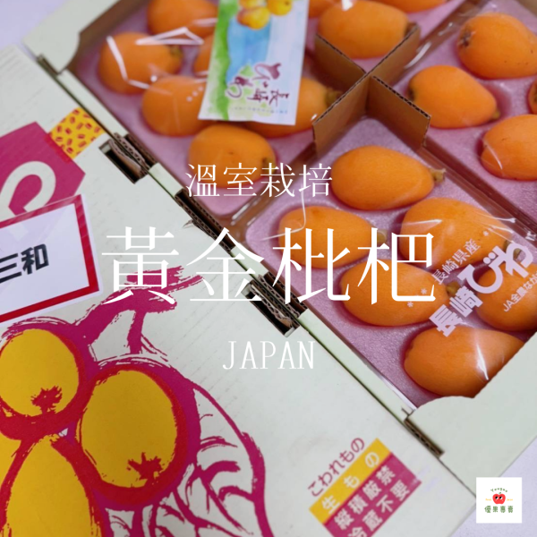日本黃金枇杷 茂木枇杷, 日本枇杷, 長崎溫室枇杷, 春季限定水果, 金黃枇杷, 空運進口水果, 枇杷禮盒推薦, 日本高級水果, 茂木溫室枇杷, 枇杷原裝進口