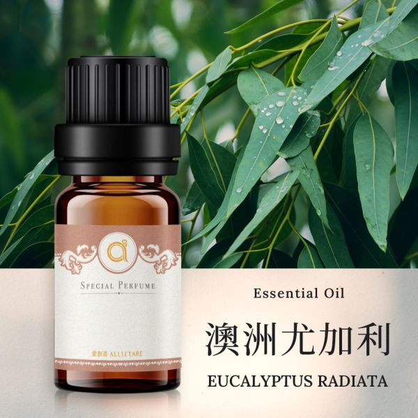 【澳洲尤加利-Eucalyptus radiata】單方精油 愛創造Allietare 精油,單方精油,澳洲尤加利,Eucalyptus radiata