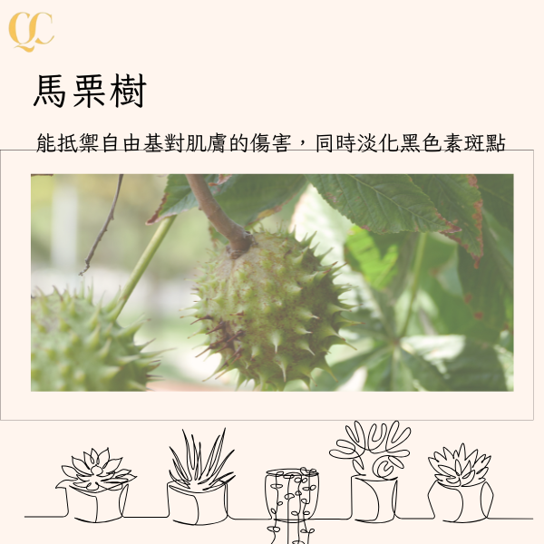 栗樹蜜糖面膜8入 金盞花萃取：緩解泛紅肌膚；

蜂蜜萃取：滋潤

馬栗樹萃取：增強肌膚彈性。

透明質酸鈉：深層保濕。

β-胡蘿蔔素：抗氧化,提升肌膚光澤。

蘆薈葉汁：舒緩和保濕。