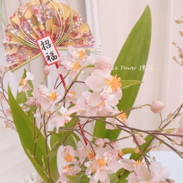 《鮮花蘭花組盆》香水迷你文心蘭 香水迷你文心蘭,文心蘭組盆,蘭花盆栽設計,鮮花蘭花組盆,新年蘭花盆栽,開幕蘭花送禮,公司行號蘭花,台中花店,花藝設計蘭花,日式蘭花盆栽