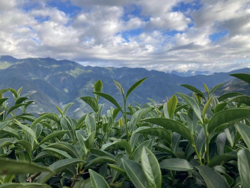 【一葉知心】一心二葉的遼闊，高冷烏龍立體茶包 