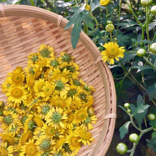 【朵栗栗農坊】風味更濃郁的花蓮小油菊花茶 