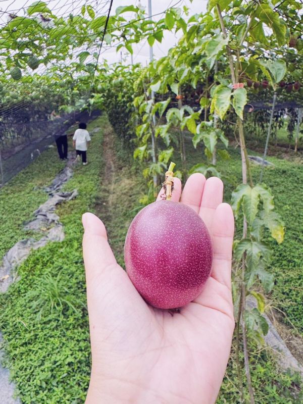 【產地直送】蜂農推薦！用心栽培結果的美濃百香果 