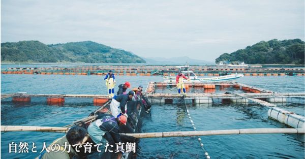 【日本選物】煮出料亭靈魂，熊本MYSTARS真鯛魚濃縮白高湯 