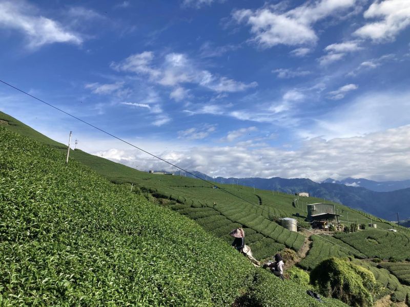 【一葉知心】一心二葉的遼闊，高冷烏龍立體茶包 