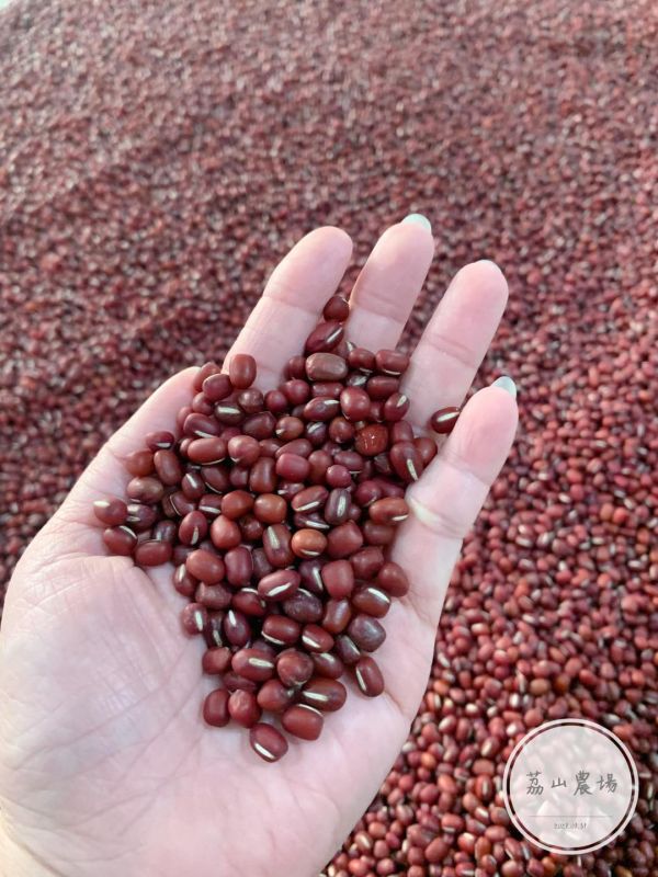 【荔山農場】曬出陽光的香氣，高雄九號紅豆 