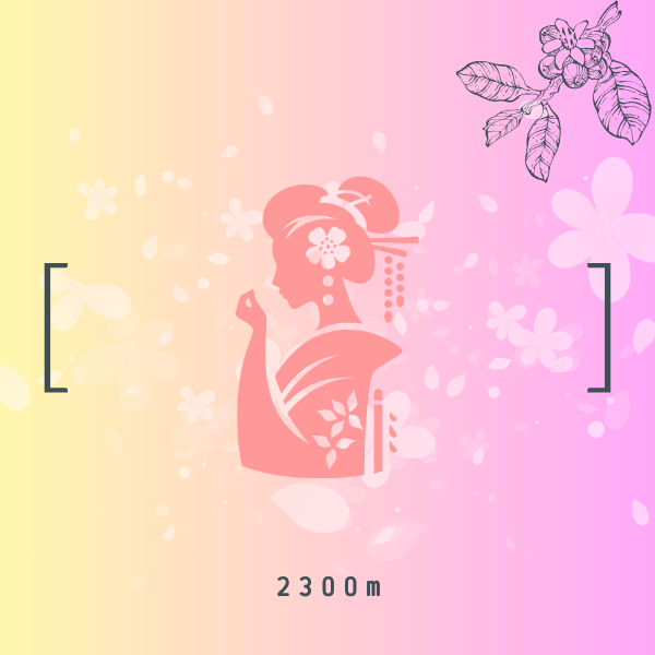 哥倫比亞 花境藝妓 水洗 