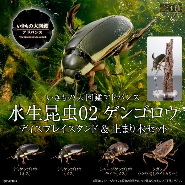 【2026/07月預購】生物大圖鑑 水生昆蟲02 日本大龍蝨 附展示支架組 生物大圖鑑 水生昆蟲02 日本大龍蝨 附展示支架組
