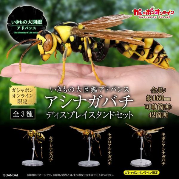 【2026/01月預購】生物大圖鑑　馬蜂亞科　展示架套裝 生物大圖鑑　馬蜂亞科　展示架套裝