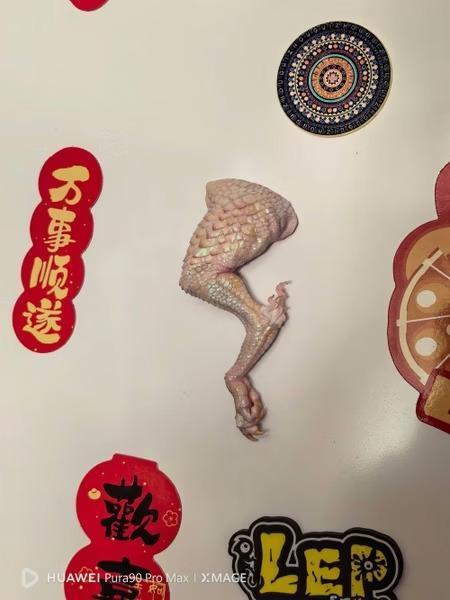 【預購】Absurd離譜 龍爪 冰箱貼 Absurd離譜 龍爪 冰箱貼