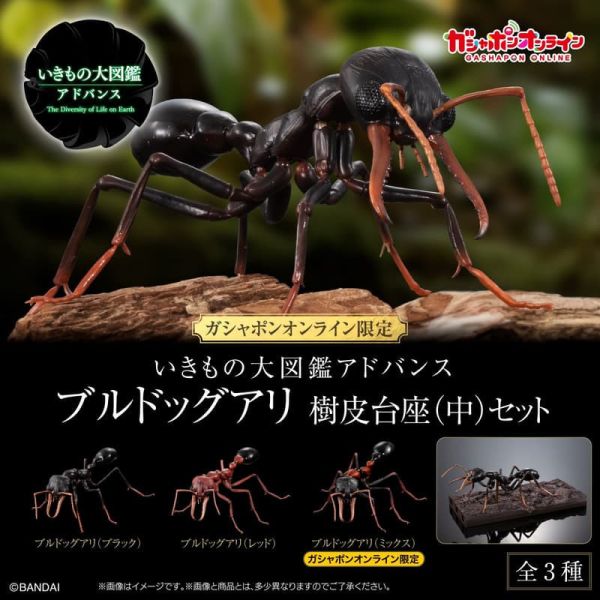 【2026/01月預購】生物大圖鑑 鍬形蟲02 附樹皮底座(中) 生物大圖鑑 鬥牛犬蟻 附樹皮底座(中)