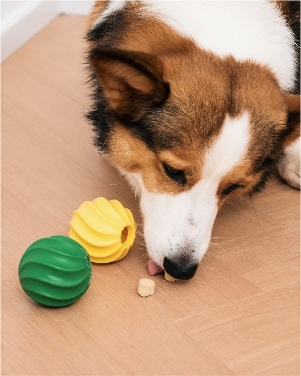 Ululina 烏嚕利納 仙人掌球_漏食玩具【犬貓通用】 