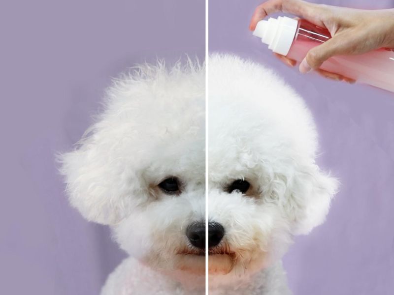 【犬貓通用】Beppen 貝普恩 寵物絲滑護毛精華（順毛噴霧）150ml 