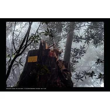 報導者事件簿002：神木下的罪行 