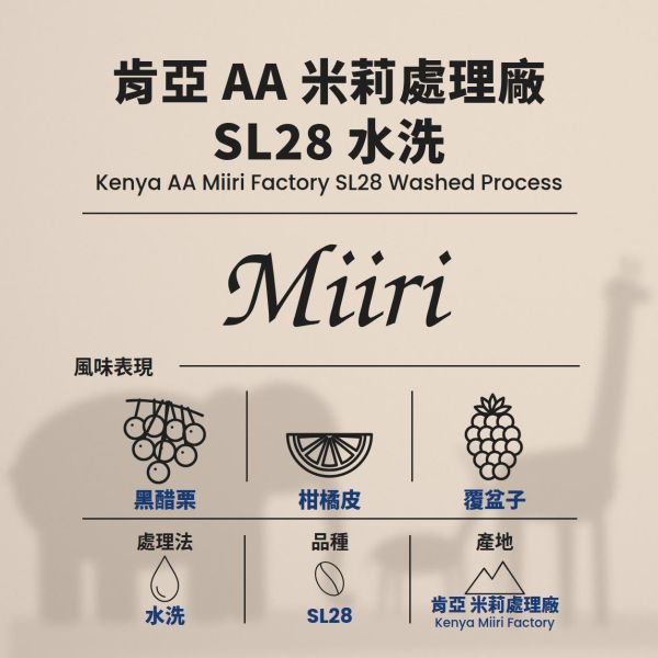 肯亞 AA 米莉處理廠 