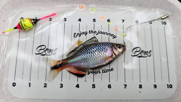 3D列印觀魚盤3D-Printed Fish Photo Tray 