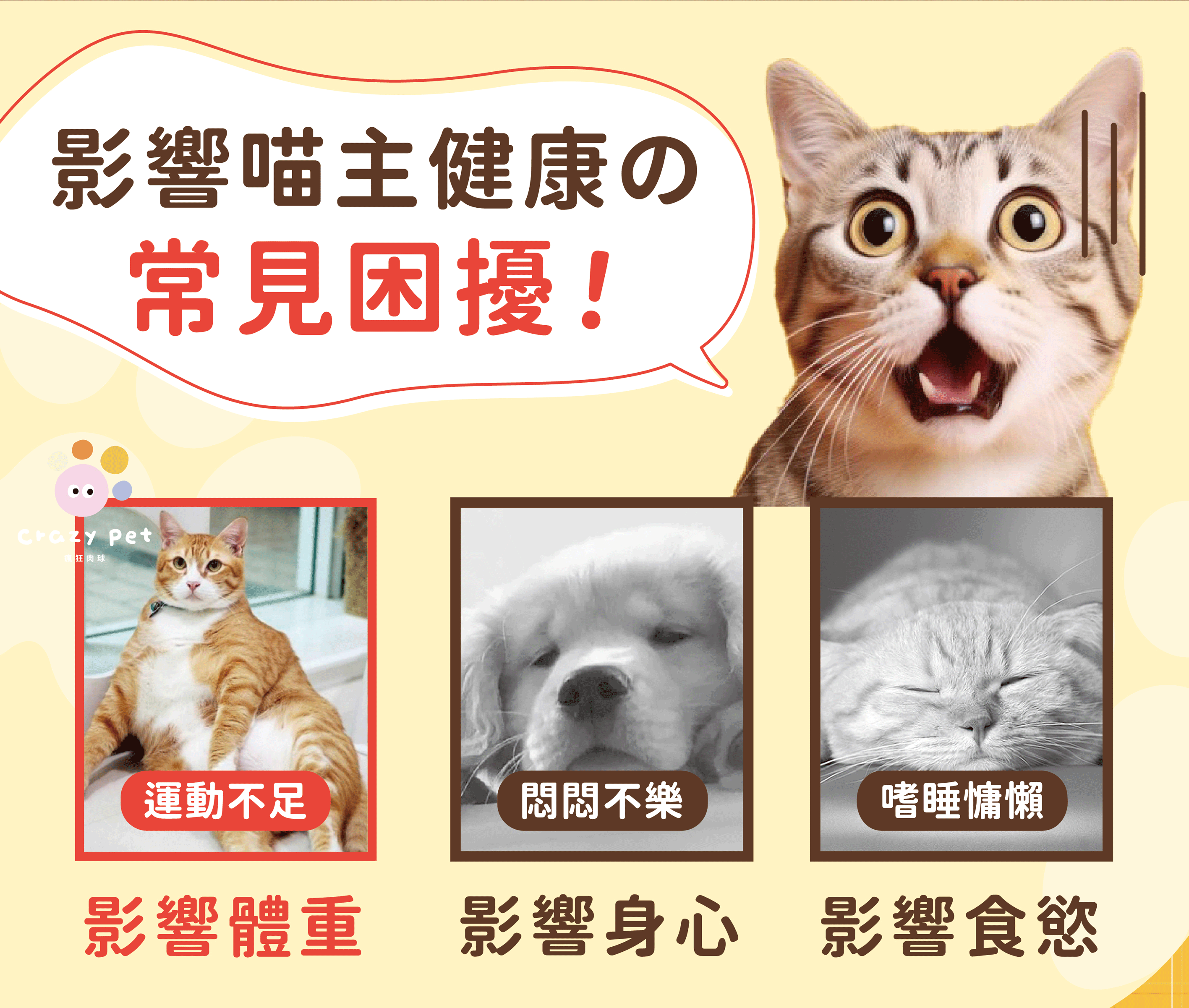 Crazypet喵嗨爽追【炫飛小蝴蝶】 炫飛小蝴蝶