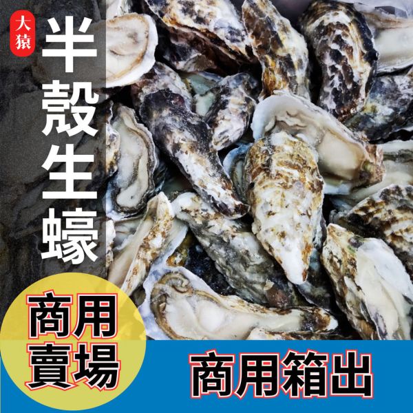 dayuan-商用半殼生蠔箱出批發-120顆大容量規格-大猿烤肉食材