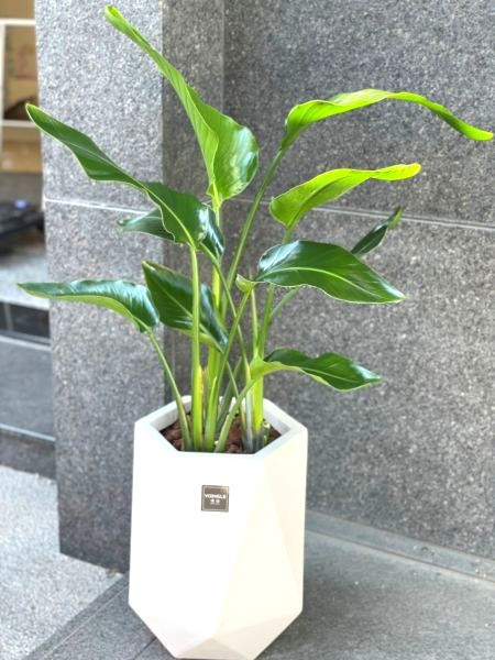 白花天堂鳥 