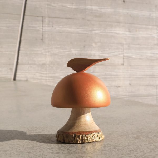 金菇鳥影 #音樂鈴 #樟樹 #森林 #香菇