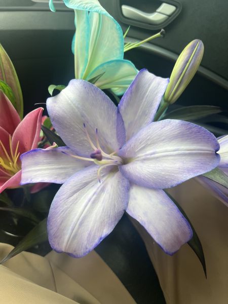 渲染香水百合 