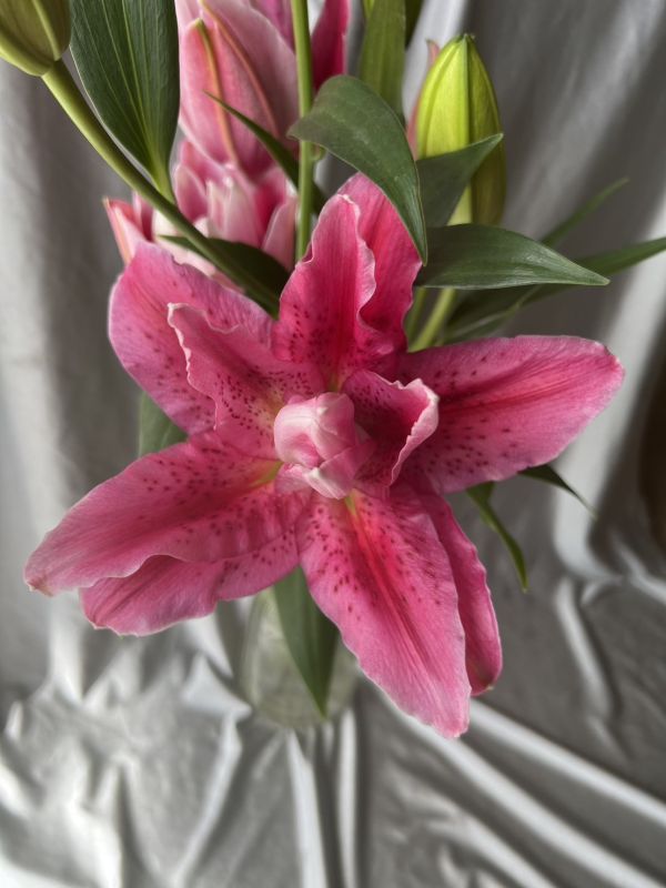 重瓣百合花-達連達 