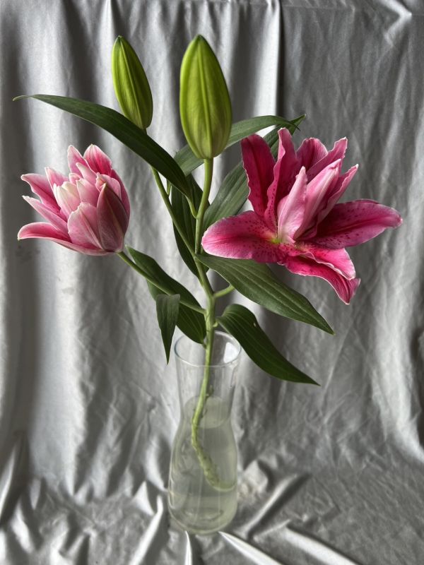 重瓣百合花-達連達 