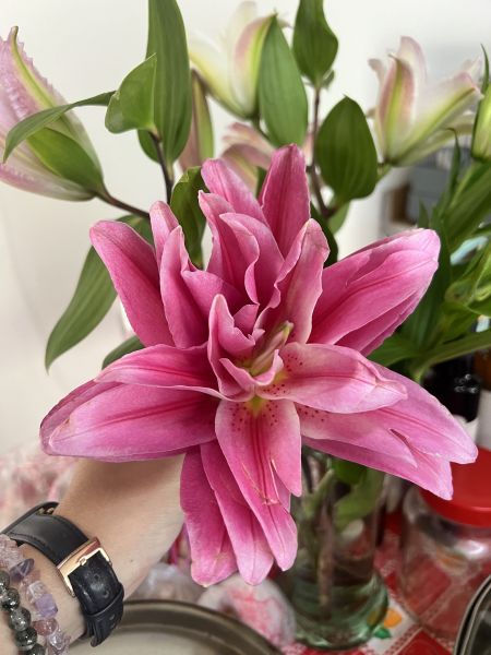 重瓣百合花-艾蓮娜 
