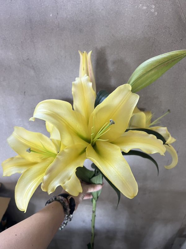 香水百合--貝維爾 大連