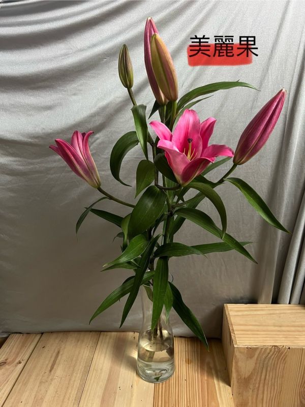 香水百合--美麗果 美麗果
