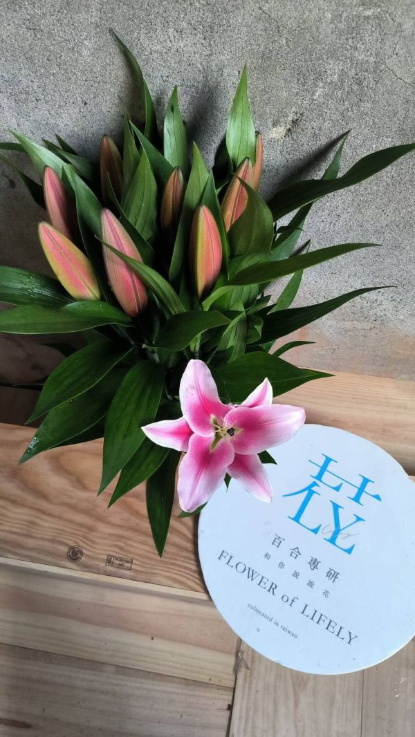 香水百合--大連 大連