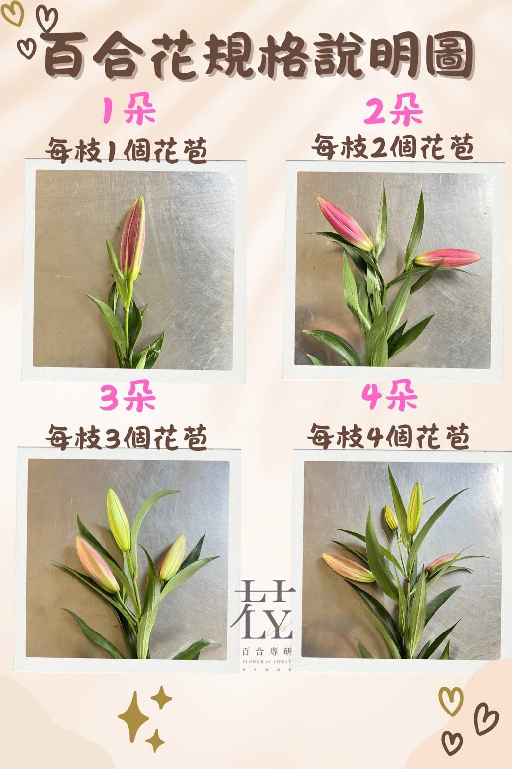 重瓣百合花-莎曼莎- 百合專研