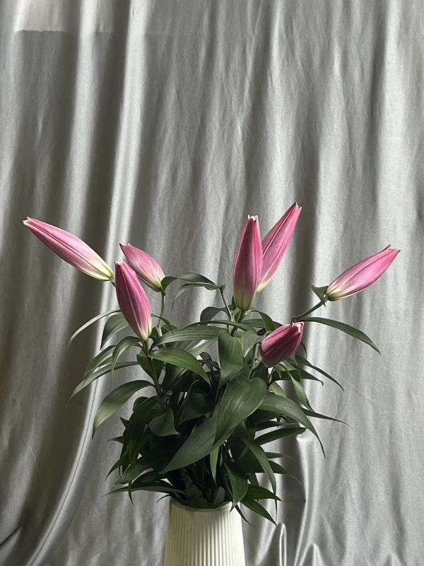 香水百合--節奏舞者 大連