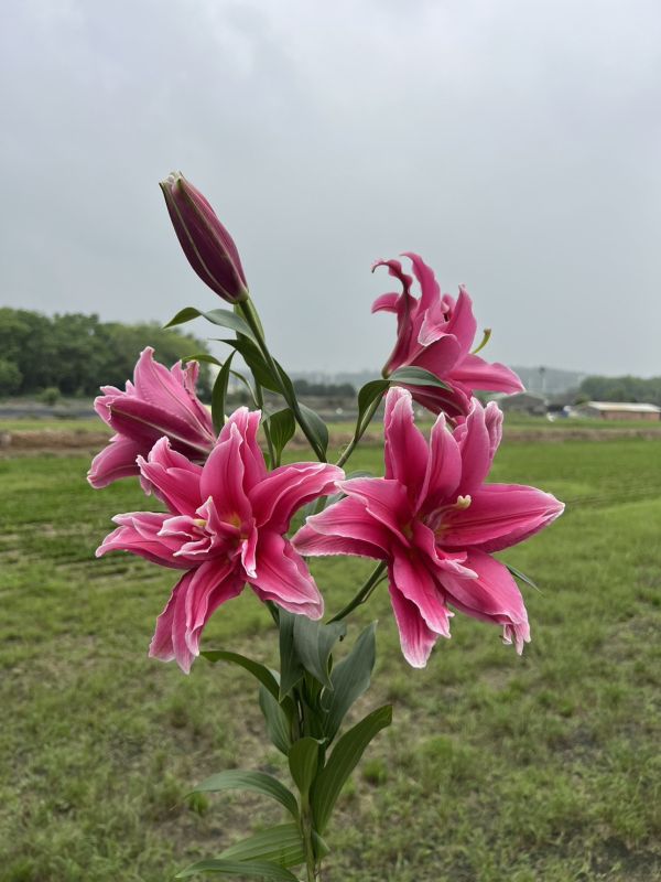 重瓣百合花-艾蓮娜 