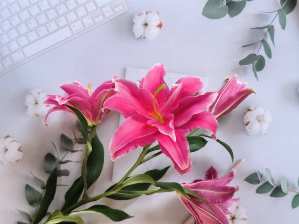 重瓣百合花-艾蓮娜 