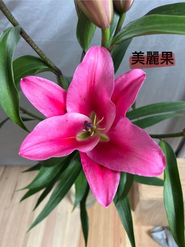 香水百合--美麗果 美麗果