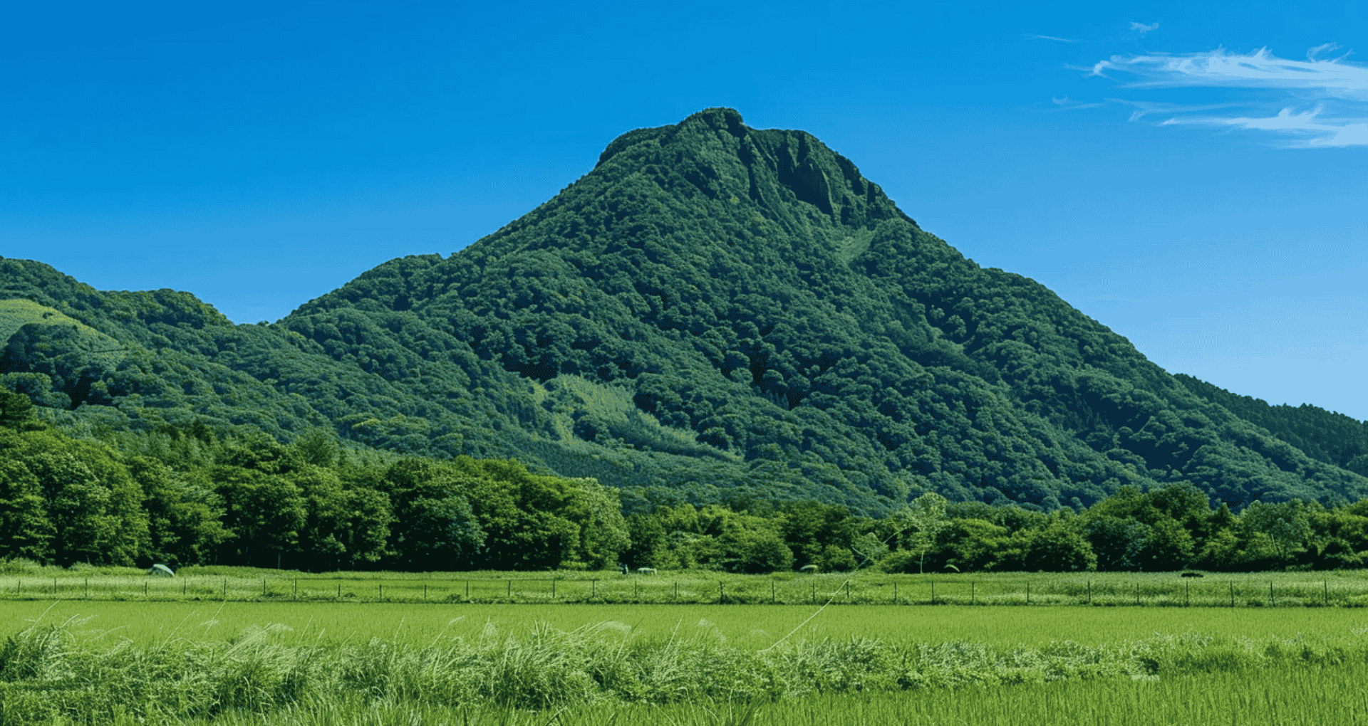 ▌黃金吸收比例複合植物蛋白 PlantsB 彼蛋白  - 用久體適能 Yǒng gù