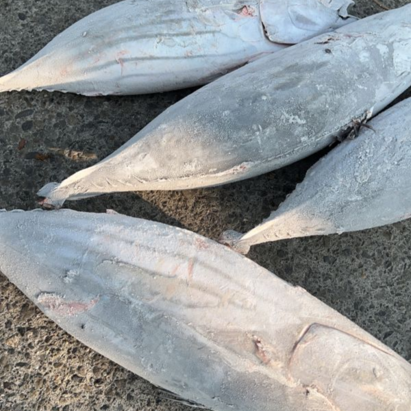 鰹魚 