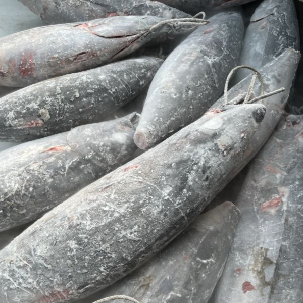 長鰭鮪魚 
