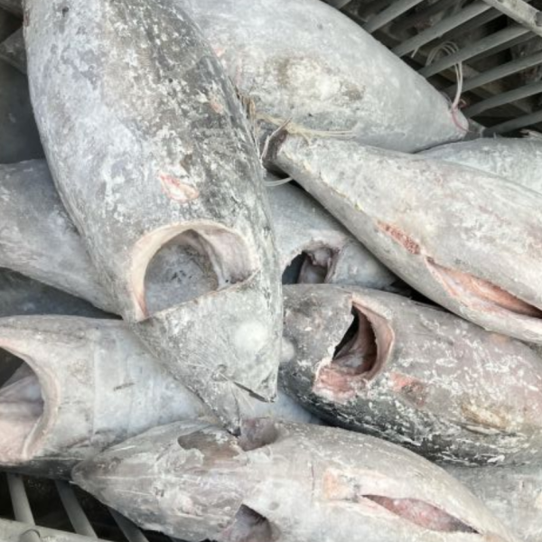 大目鮪魚 