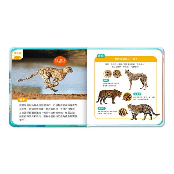 華碩｜有聲投影手電筒系列-2款(動物/恐龍) 動物認知,有聲書,互動書,恐龍知識,投影燈,遊戲書,前進動物王國,恐龍來了,動物百科